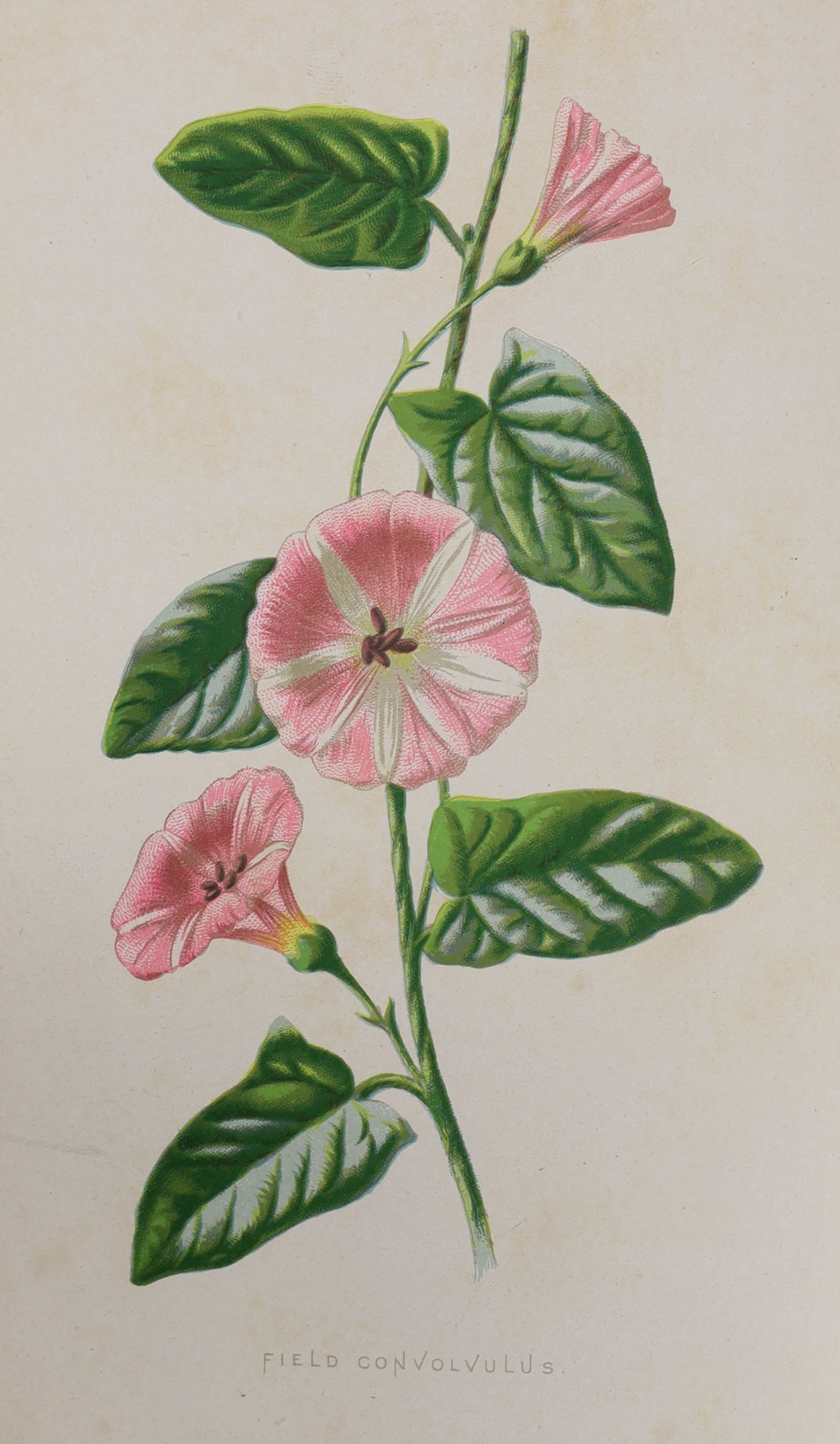 Hulme, Frederick Edward - Familiar Wild Flowers. Series 1-5, 5 vols, 8vo, contemporary half morocco, with 200 coloured plates, Cassell & Co, Ltd; London, [c. 1875], together with a 2pp. a/l from the author to [John] Wate